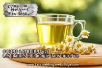 Les plantes et la magie dans notre vie