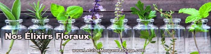 700x180px 1 Avertissement Header Herboristerie letaldemorganelasage.com